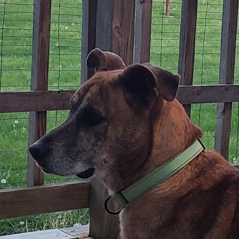 Enlarge Dodobird, a Adoptable Mixed Breed in Harrisonburg, VA image 3/6