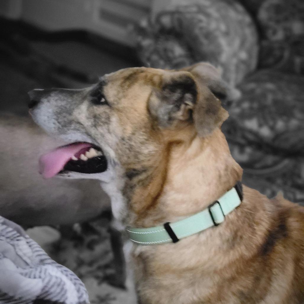 Enlarge Dodobird, a Adoptable Mixed Breed in Harrisonburg, VA image 4/6