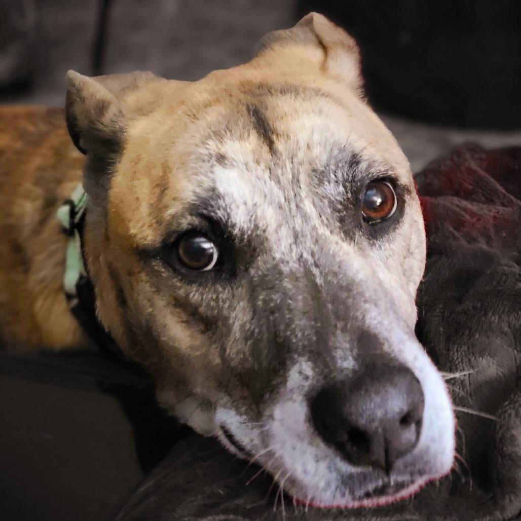 Dodobird, a Adoptable Mixed Breed in Harrisonburg, VA image 2/6