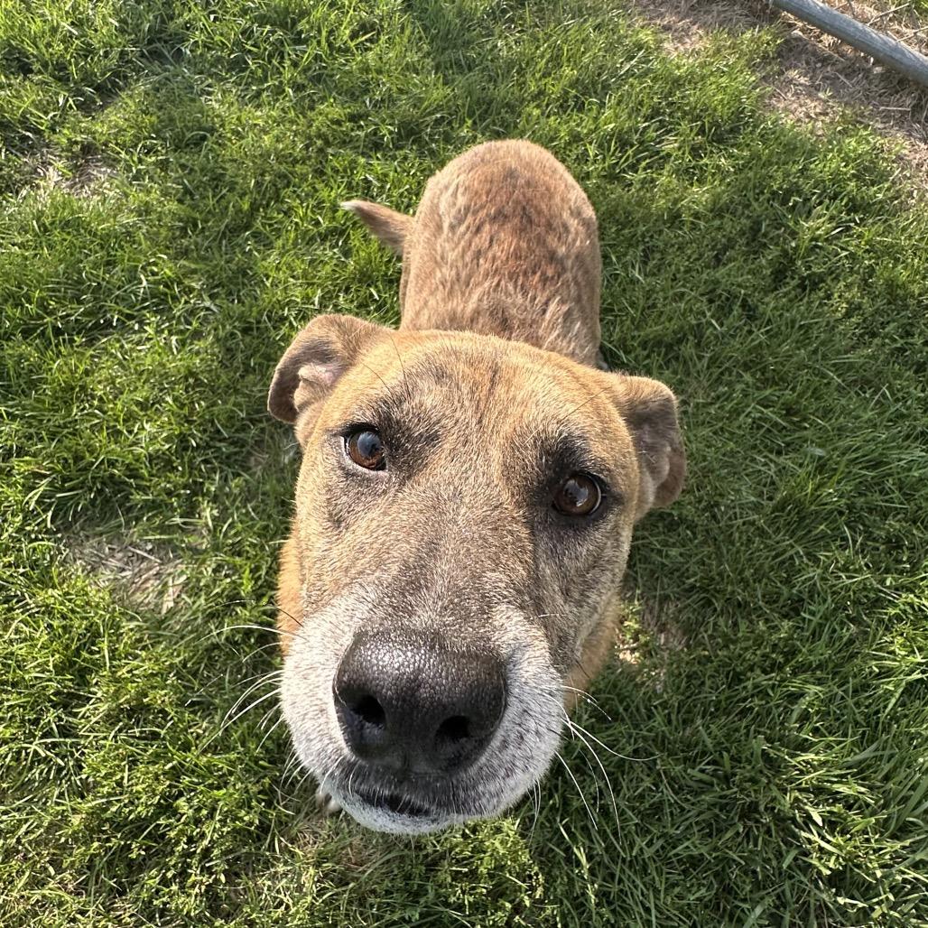 Enlarge Dodobird, a Adoptable Mixed Breed in Harrisonburg, VA image 5/6