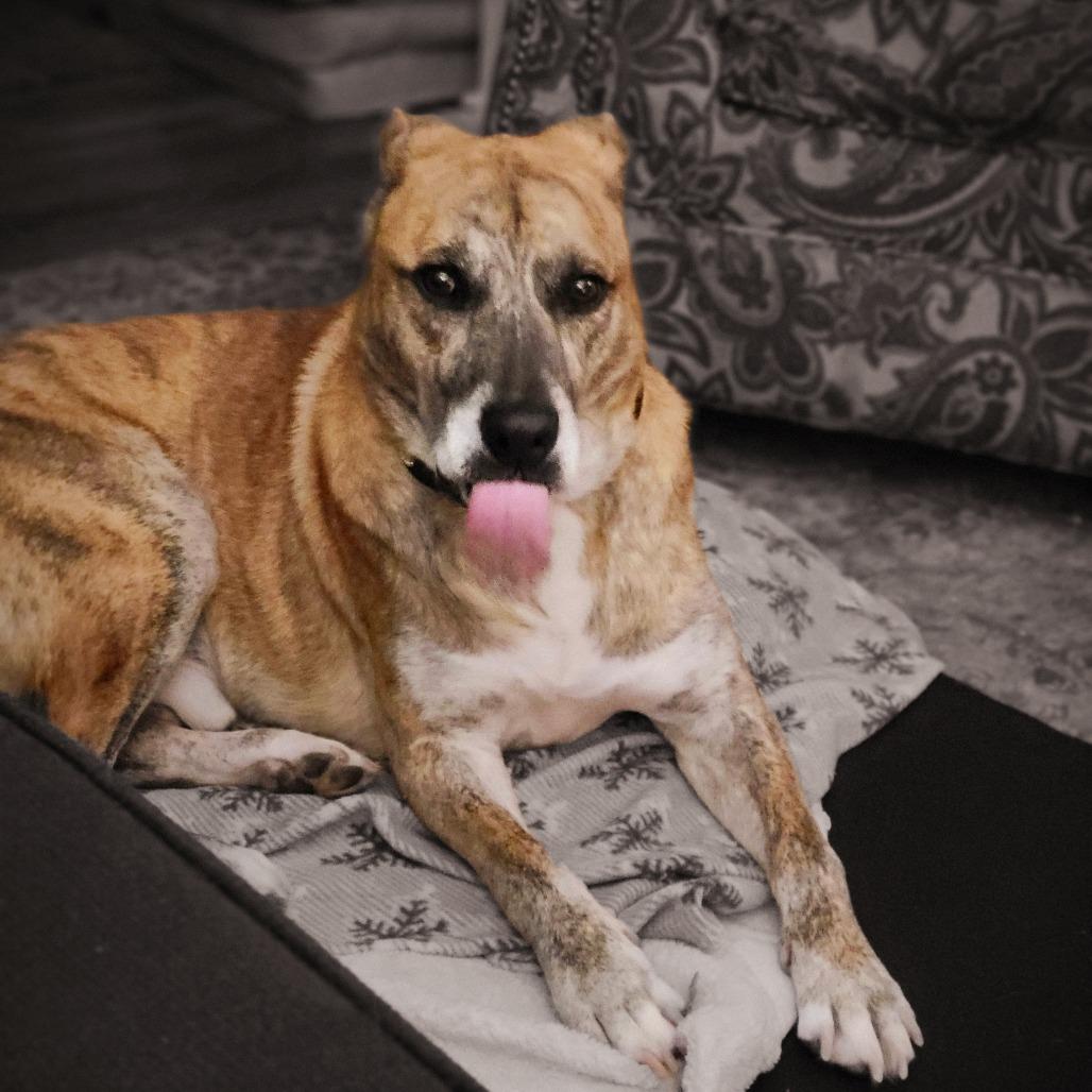 Dodobird, a Adoptable Mixed Breed in Harrisonburg, VA image 4/6