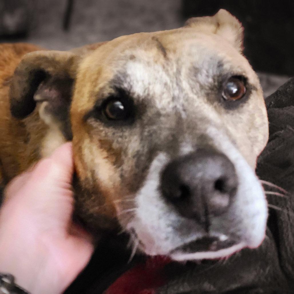 Dodobird, a Adoptable Mixed Breed in Harrisonburg, VA image 5/6