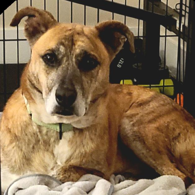 Enlarge Dodobird, a Adoptable Mixed Breed in Harrisonburg, VA image 6/6