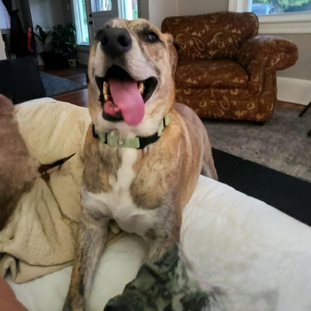 Dodobird, a Adoptable Mixed Breed in Harrisonburg, VA image 6/6