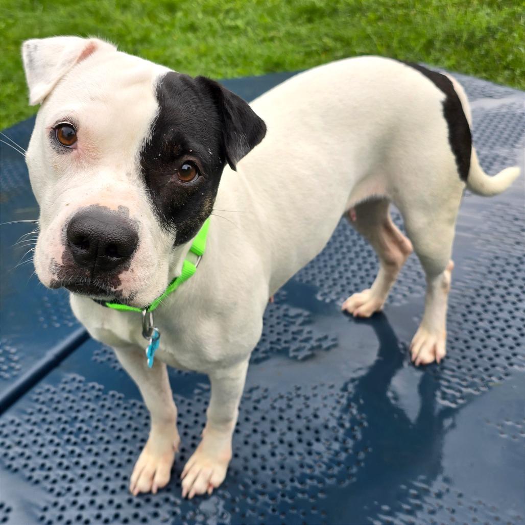 Dottie, Adoptable, Adult Female Mixed Breed.