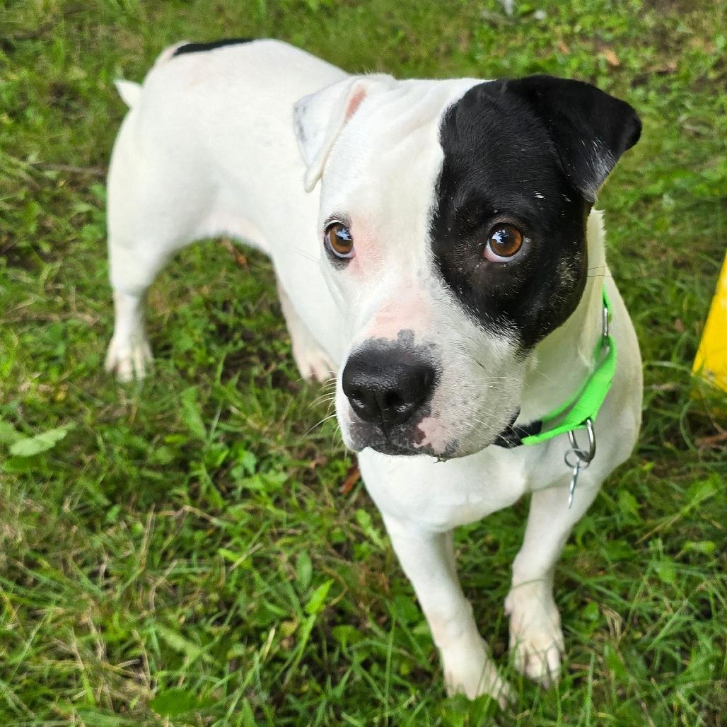 Enlarge Dottie, a Adoptable Mixed Breed in Owosso, MI image 2/6
