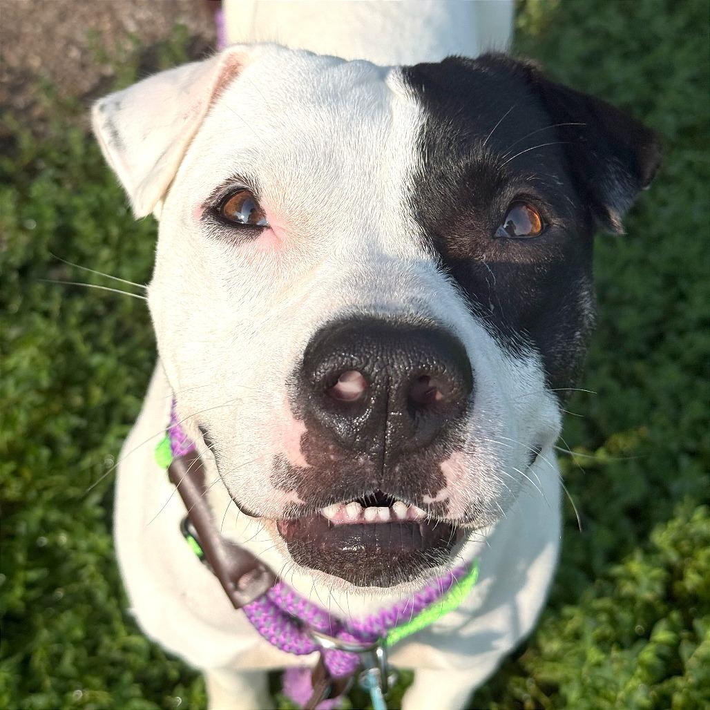 Enlarge Dottie, a Adoptable Mixed Breed in Owosso, MI image 3/6