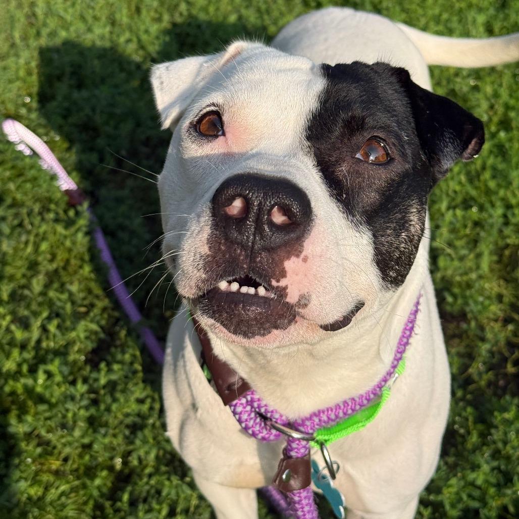 Enlarge Dottie, a Adoptable Mixed Breed in Owosso, MI image 4/6