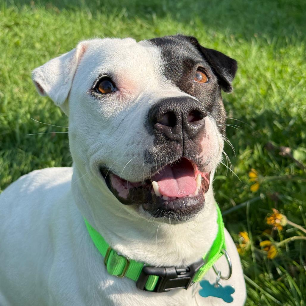 Enlarge Dottie, a Adoptable Mixed Breed in Owosso, MI image 5/6