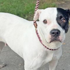 Enlarge Dottie, a Adoptable Mixed Breed in Owosso, MI image 6/6