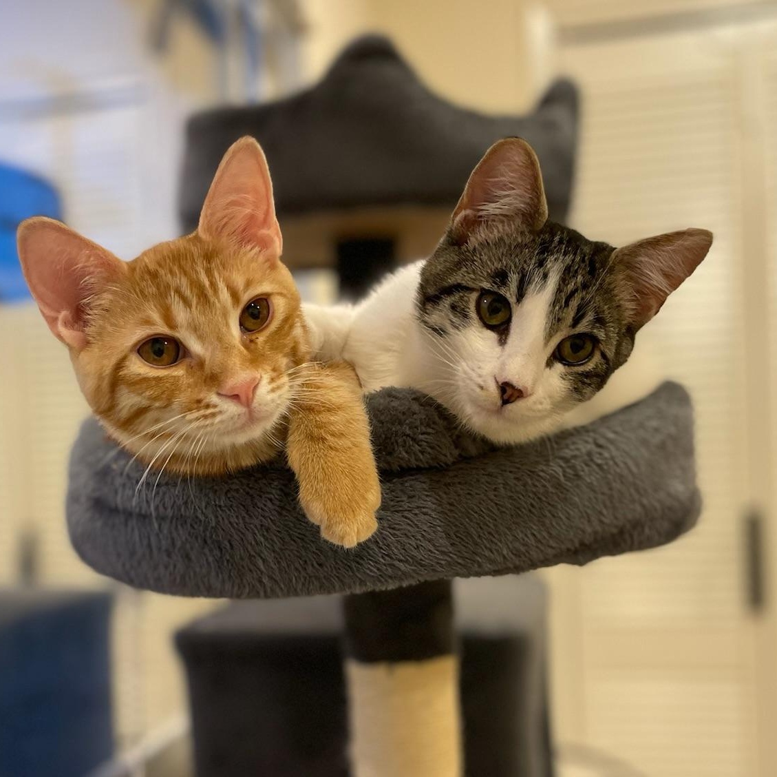 Otis & Tuff - male bonded kittens, Adoptable, Kitten Male Tabby.