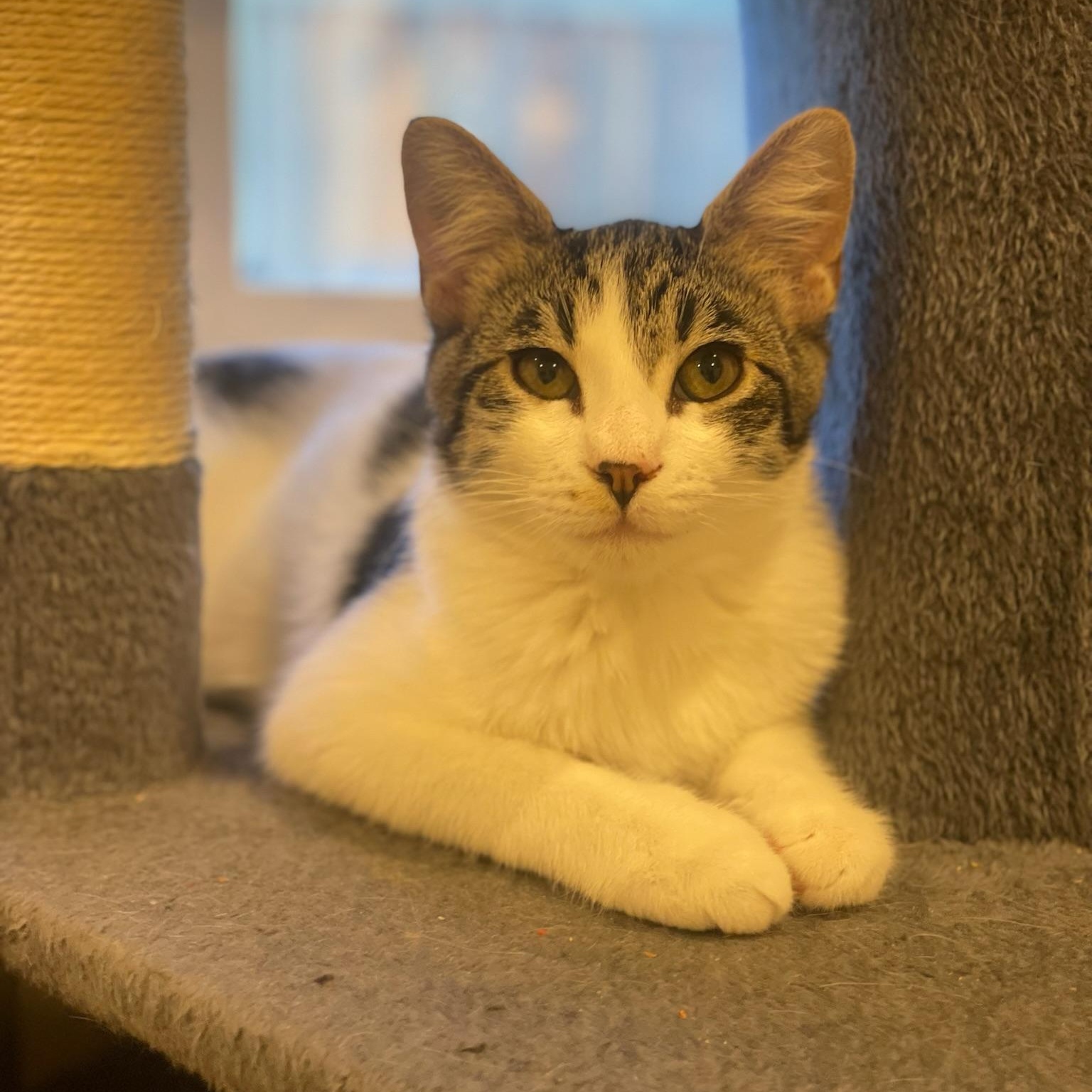 Otis & Tuff - male bonded kittens, a Adoptable Tabby in San Francisco, CA image 2/5