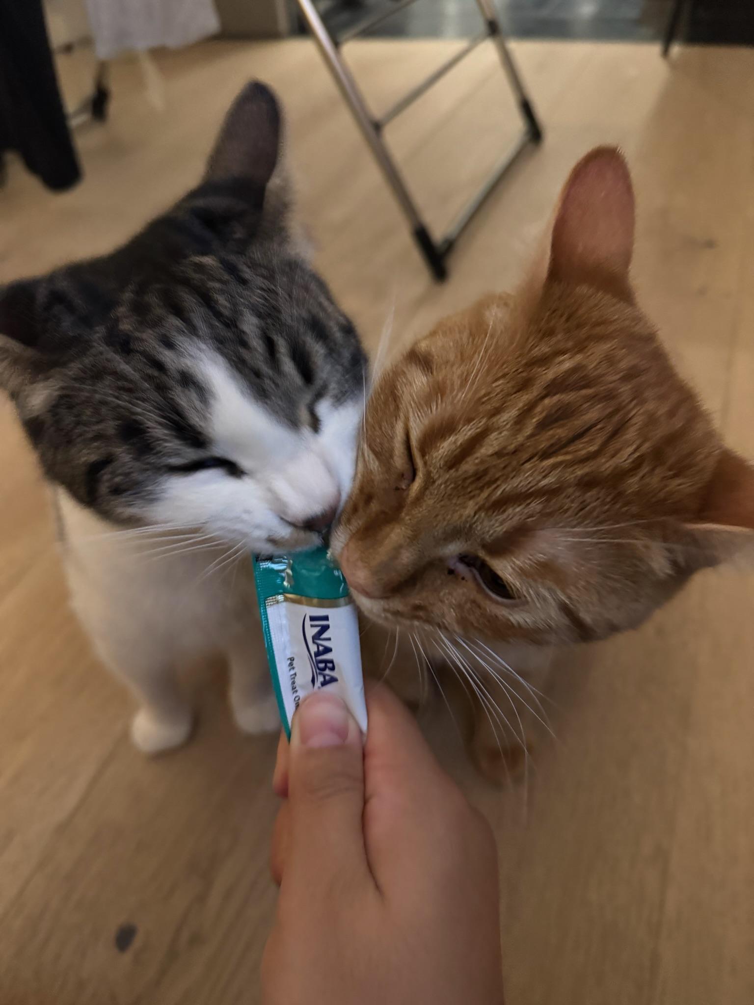 Enlarge Otis & Tuff - male bonded siblings, a Adoptable Tabby in Mountain View, CA image 5/6