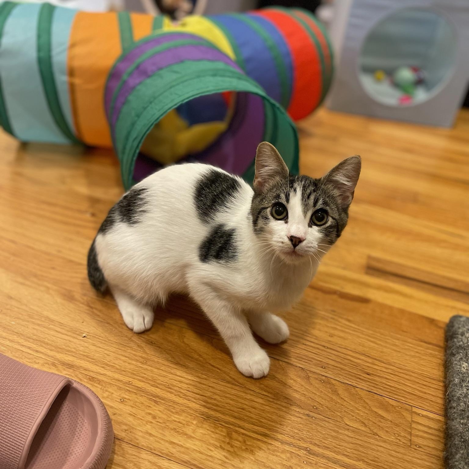 Otis & Tuff - male bonded kittens, a Adoptable Tabby in San Francisco, CA image 5/5