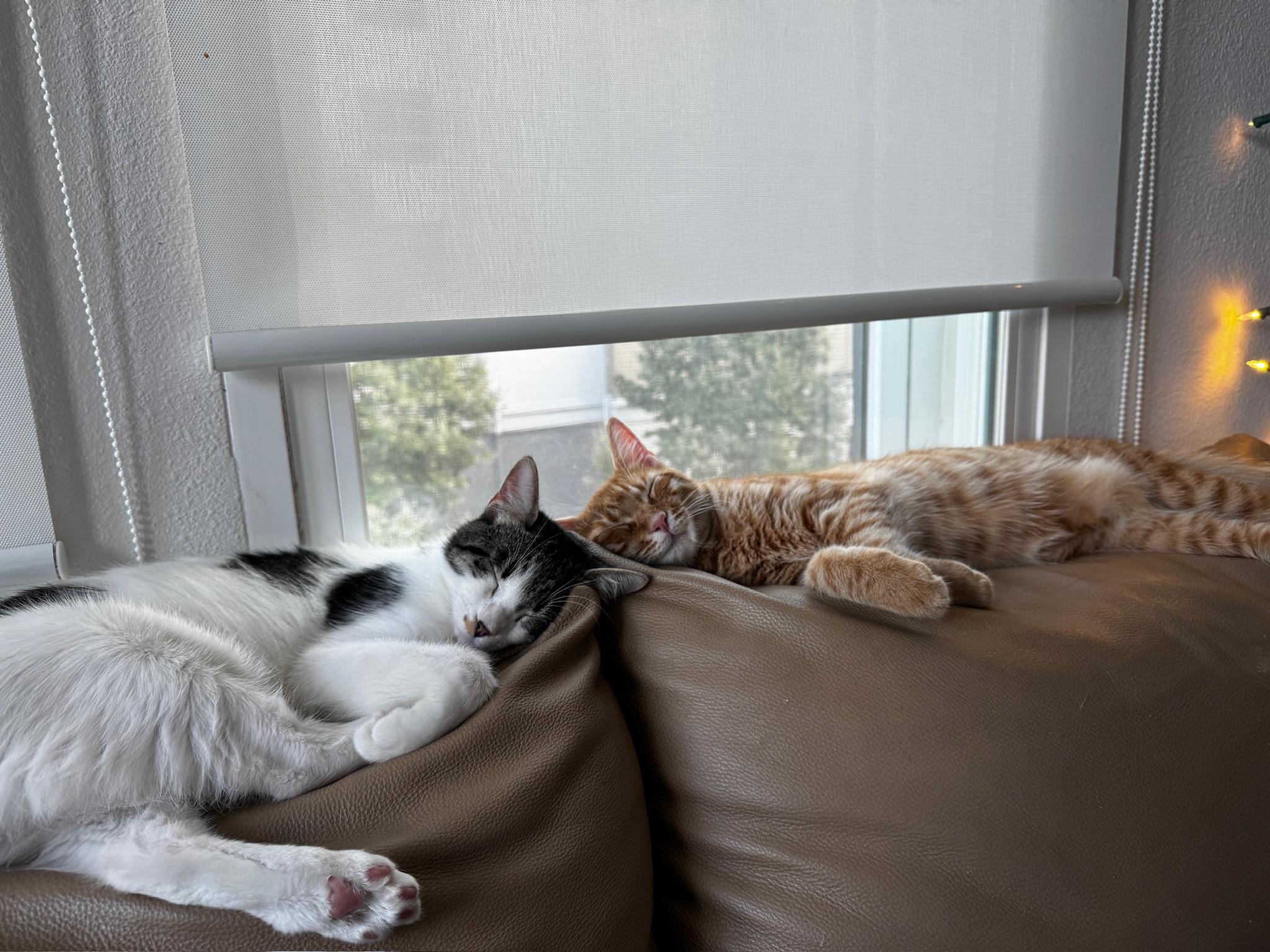 Enlarge Otis & Tuff - male bonded siblings, a Adoptable Tabby in Mountain View, CA image 2/6