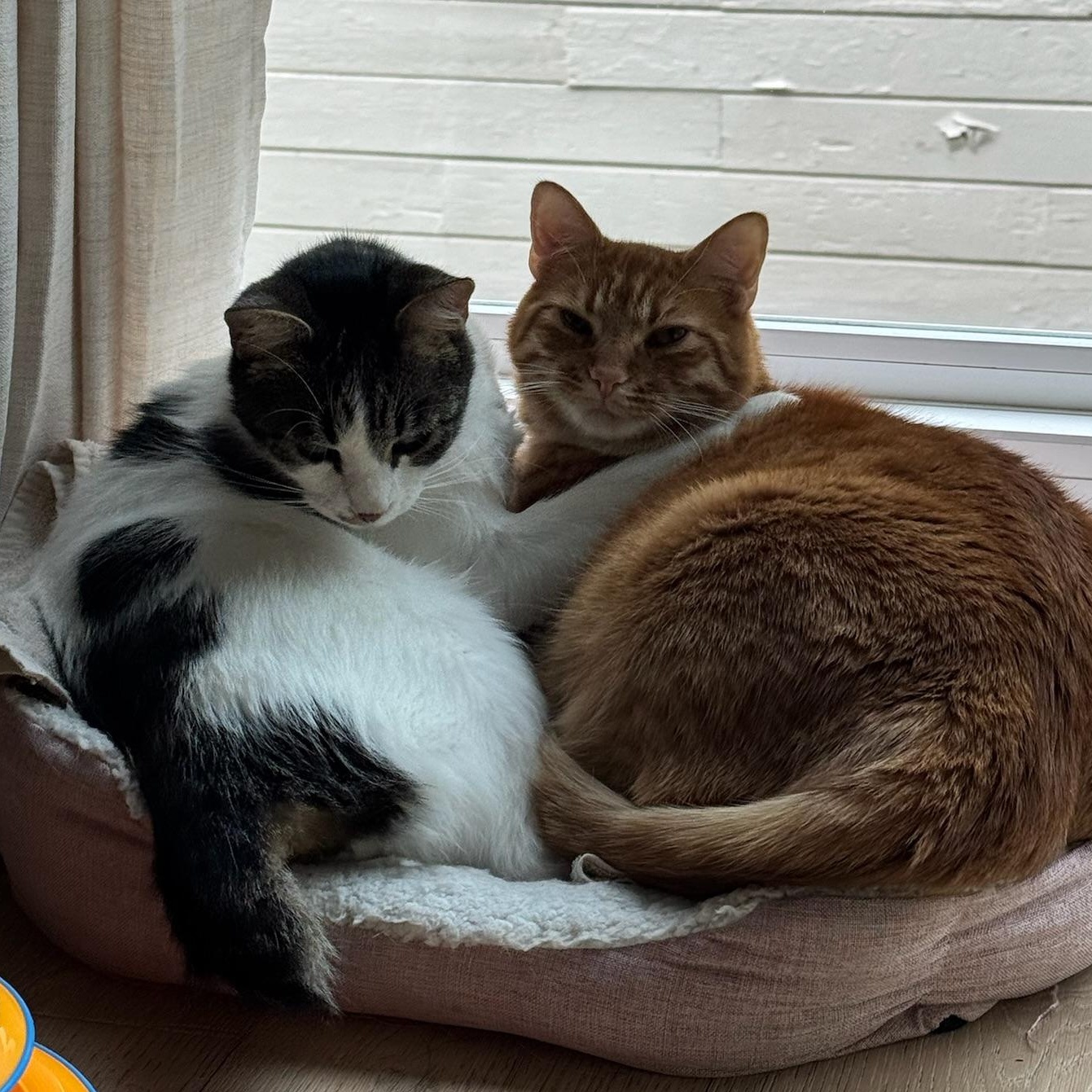 Enlarge Otis & Tuff - male bonded siblings, a Adoptable Tabby in Mountain View, CA image 1/6