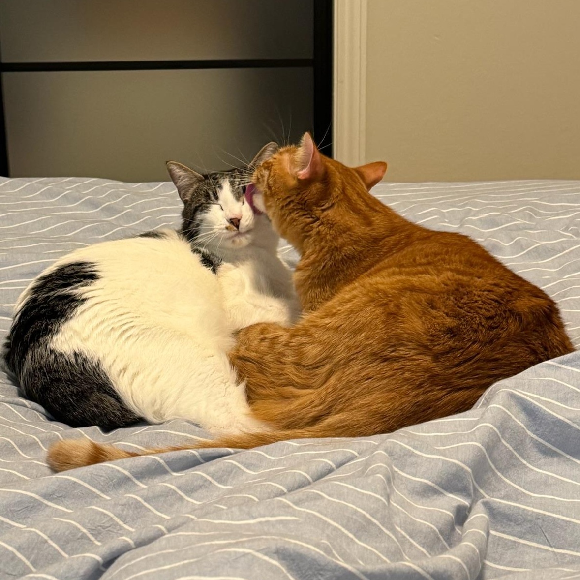 Enlarge Otis & Tuff - male bonded siblings, a Adoptable Tabby in Mountain View, CA image 6/6