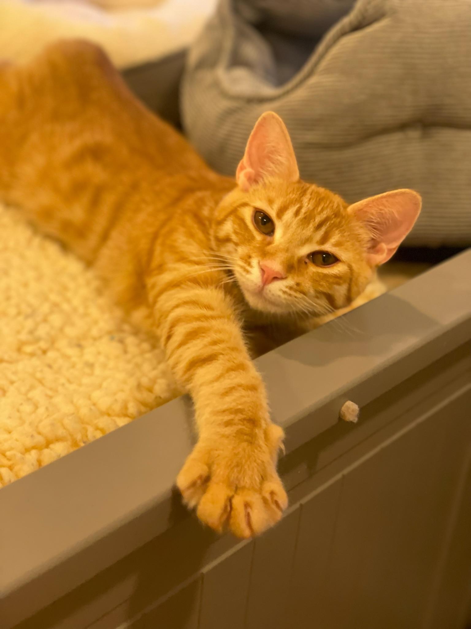 Otis & Tuff - male bonded kittens, a Adoptable Tabby in San Francisco, CA image 4/5