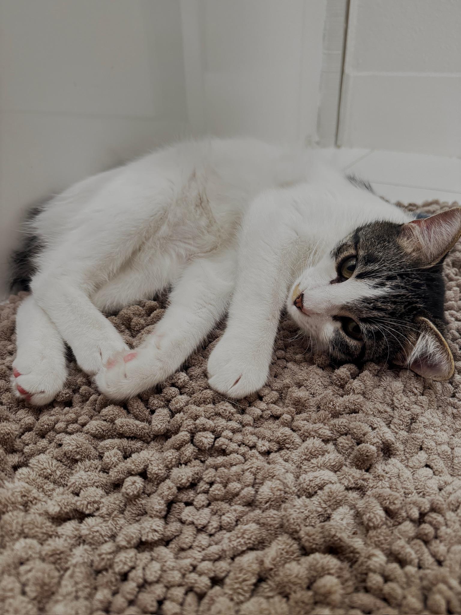 Enlarge Otis & Tuff - male bonded siblings, a Adoptable Tabby in Mountain View, CA image 3/6
