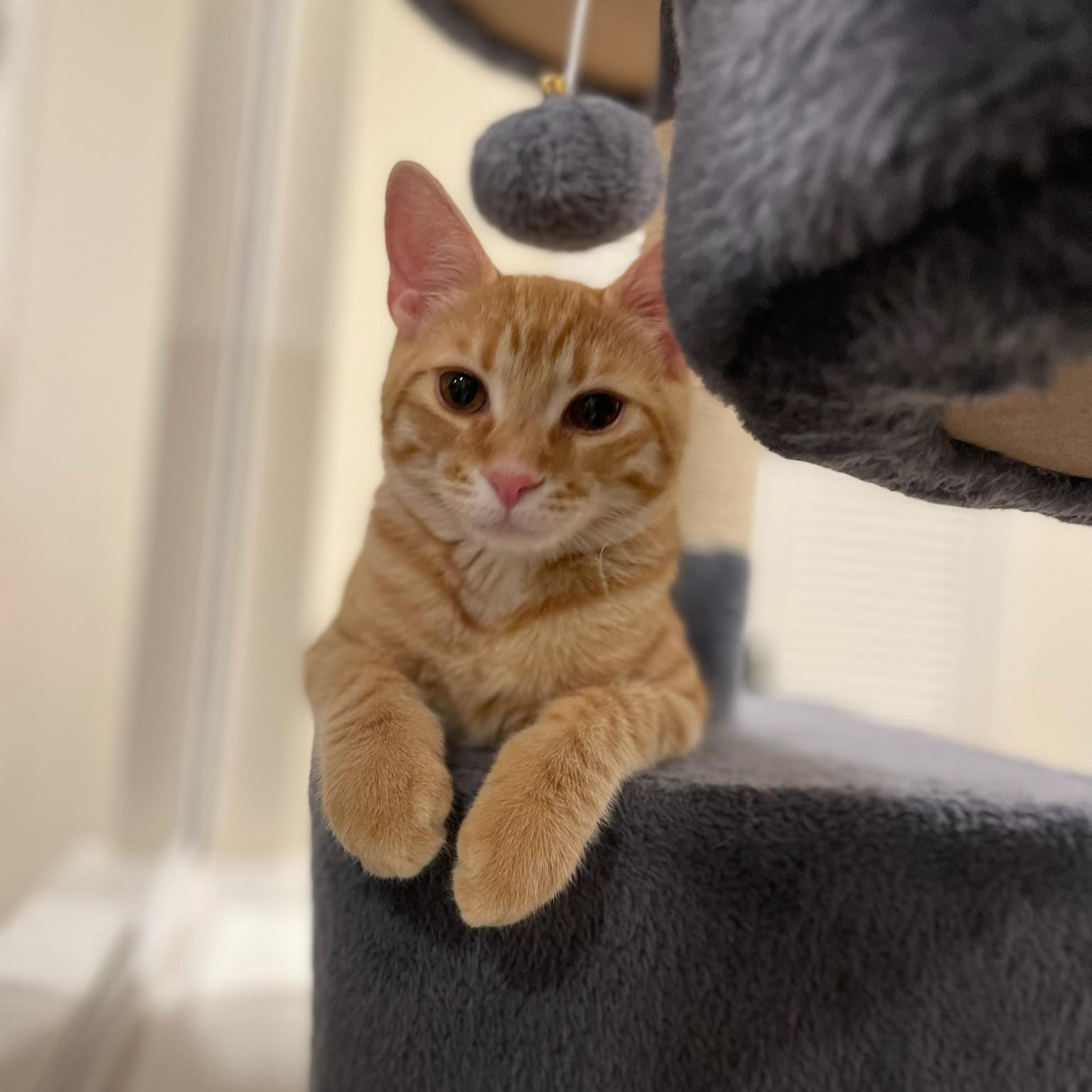 Otis & Tuff - male bonded kittens, a Adoptable Tabby in San Francisco, CA image 3/5