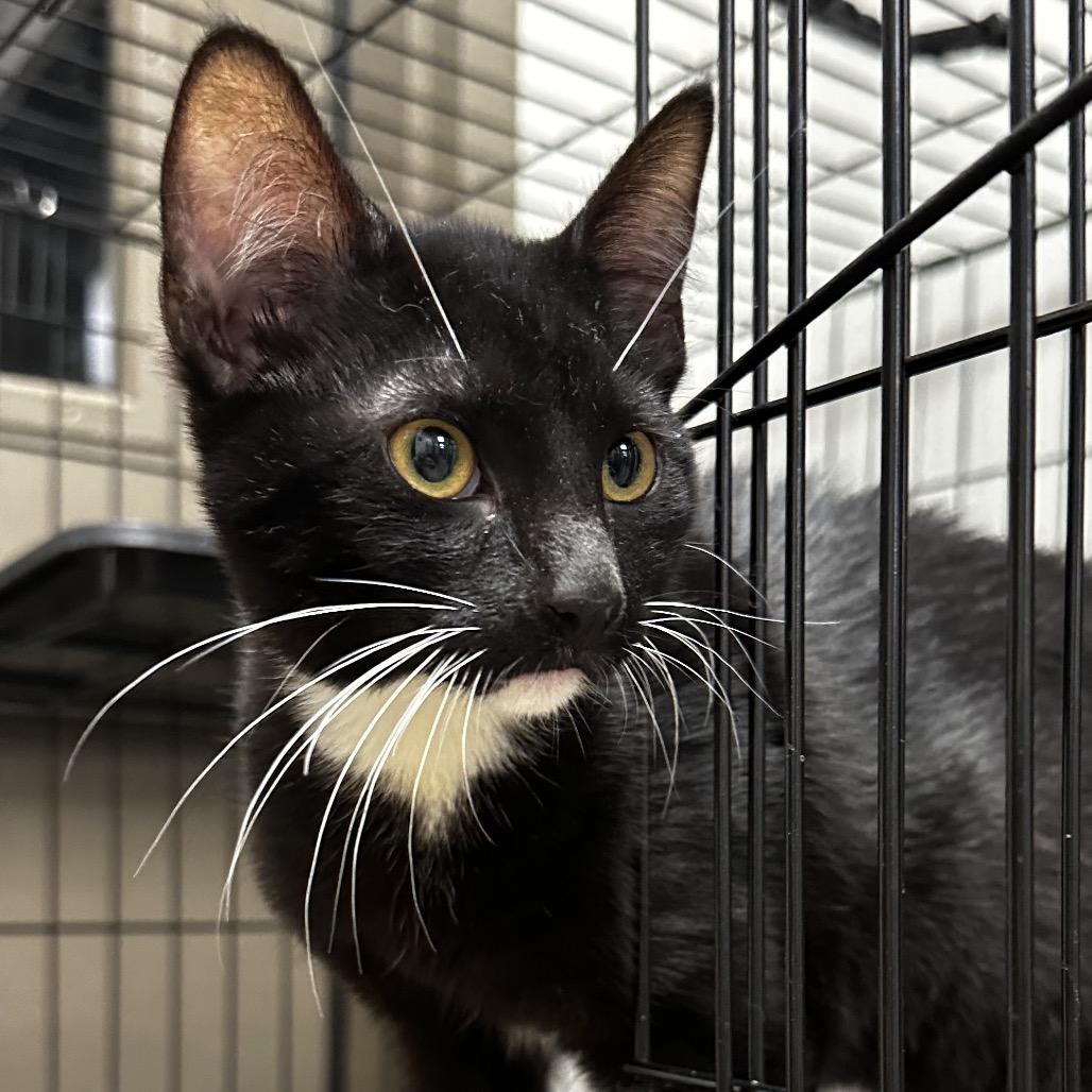 Enlarge Teeny, a Adoptable Domestic Short Hair in Cleveland, MS image 1/4