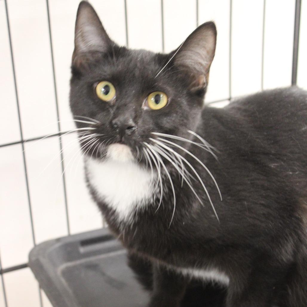 Enlarge Teeny, a Adoptable Domestic Short Hair in Cleveland, MS image 2/4