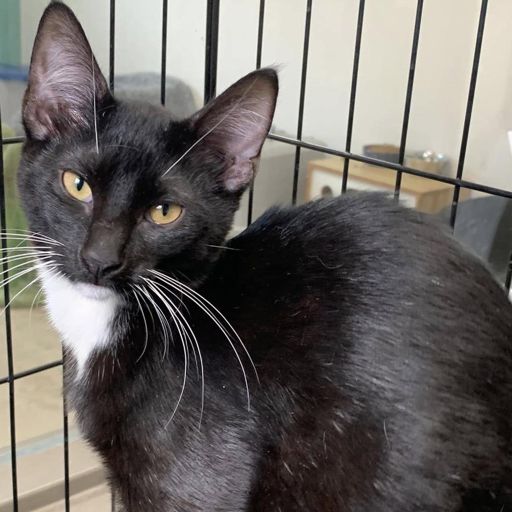 Enlarge Teeny, a Adoptable Domestic Short Hair in Cleveland, MS image 3/4