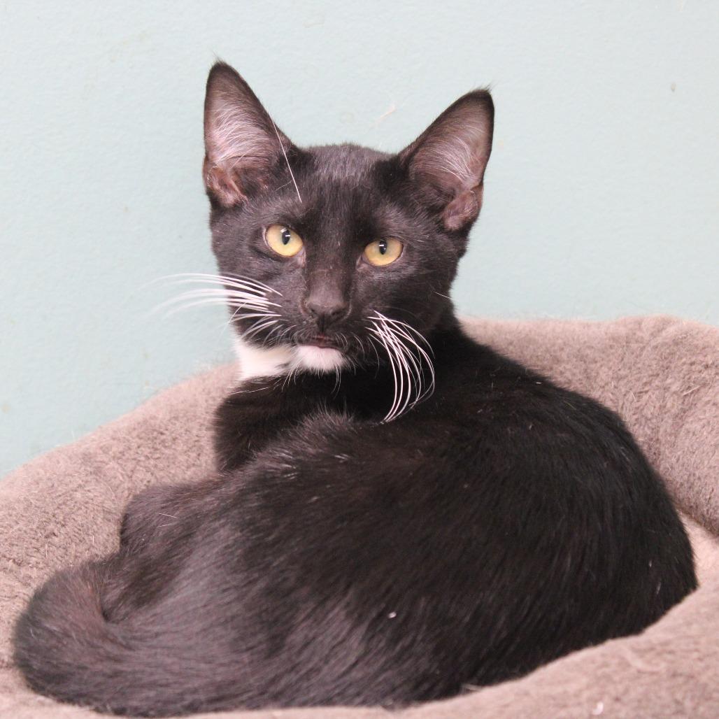 Enlarge Teeny, a Adoptable Domestic Short Hair in Cleveland, MS image 4/4