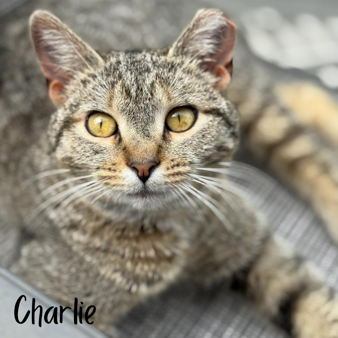 Charlie , ADOPTABLE, Adult Female Domestic Short Hair.