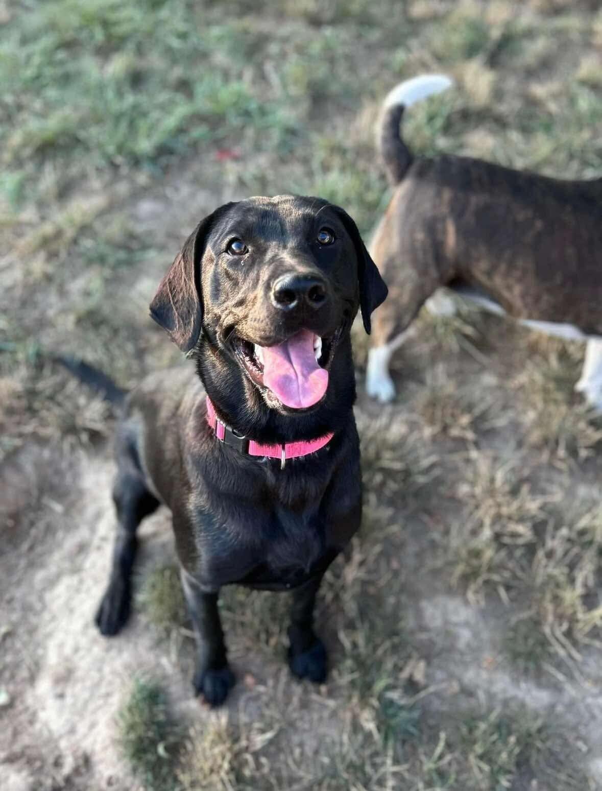 Harley, Adoptable, Young Female Labrador Retriever.
