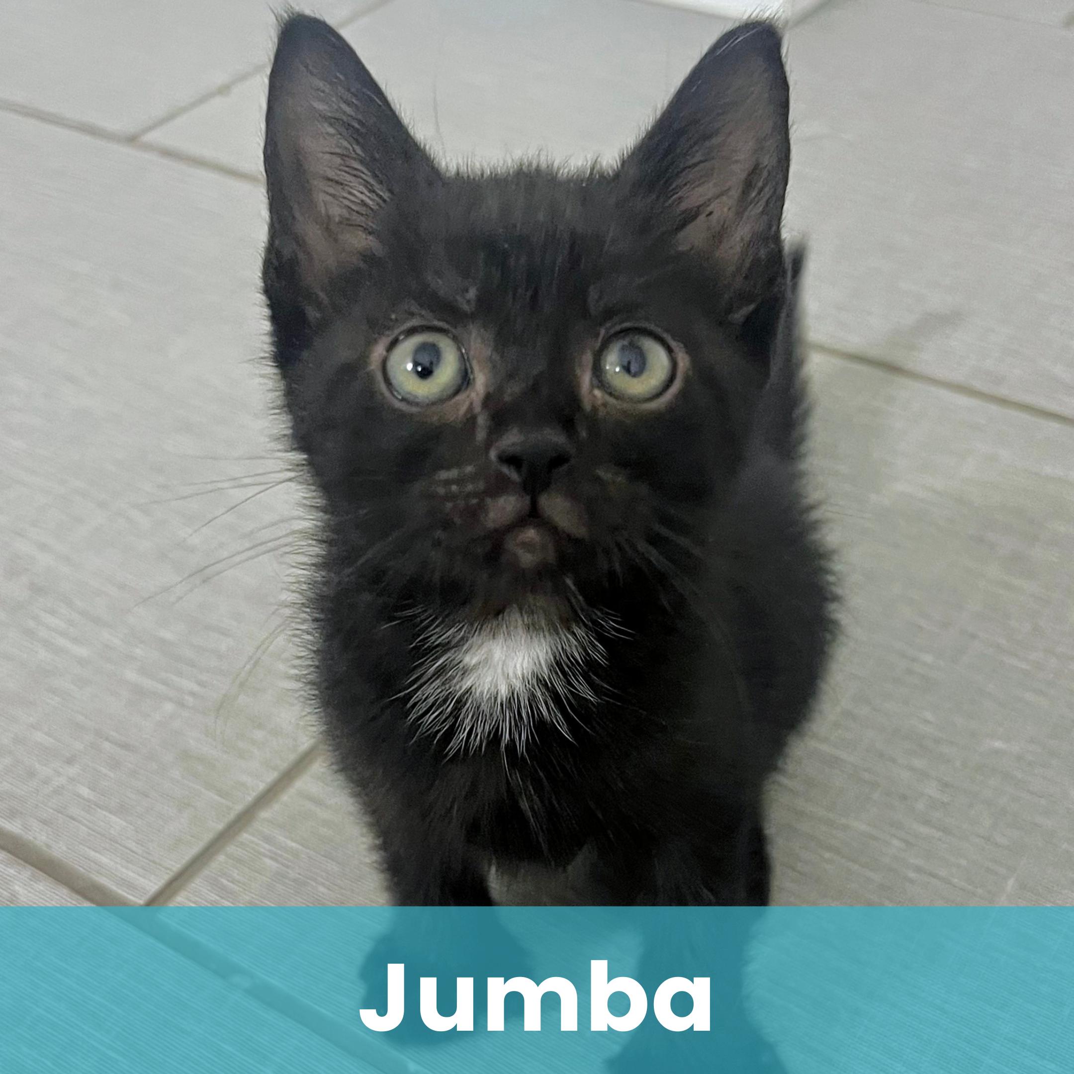 Jumba, Baby Male Domestic Short Hair