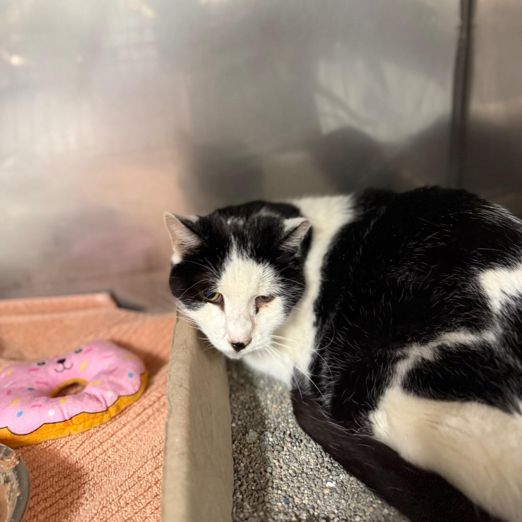 Gabriel, Adoptable, Adult Male Domestic Short Hair.