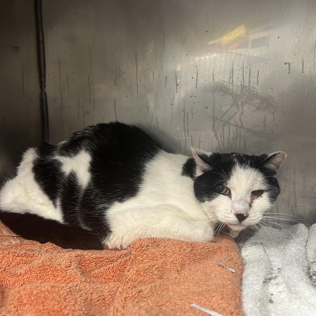 Enlarge Gabriel, a Adoptable Domestic Short Hair in Waldorf, MD image 2/2