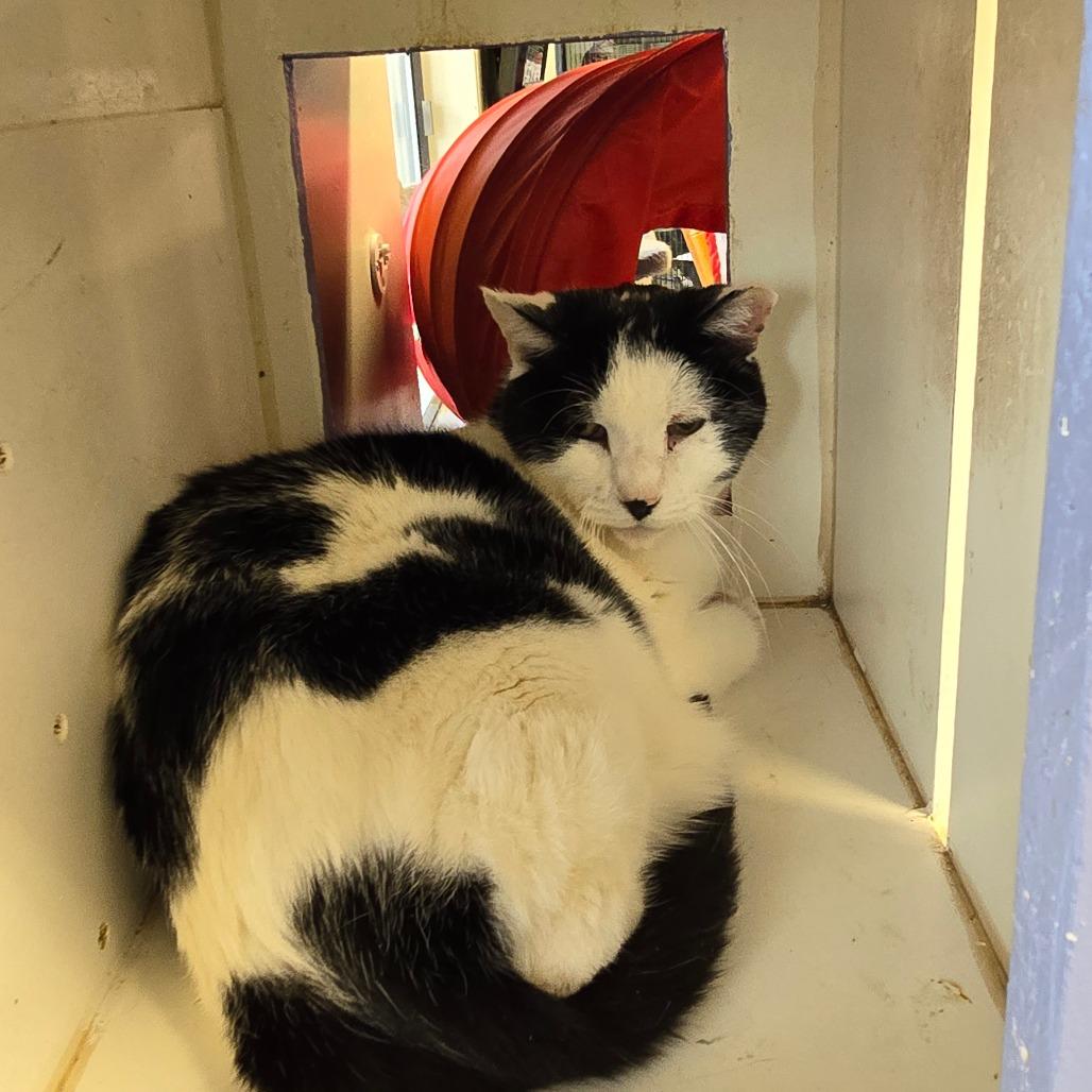 Enlarge Gabriel, a Adoptable Domestic Short Hair in Waldorf, MD image 3/3