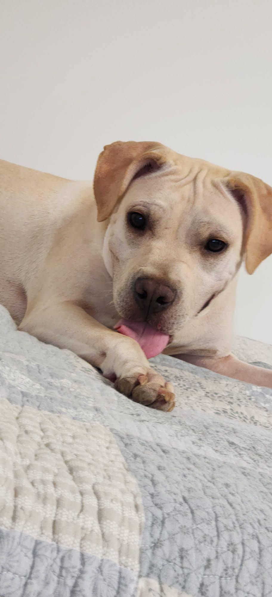 Lita, Adoptable, Puppy Female Labrador Retriever & Pit Bull Terrier.
