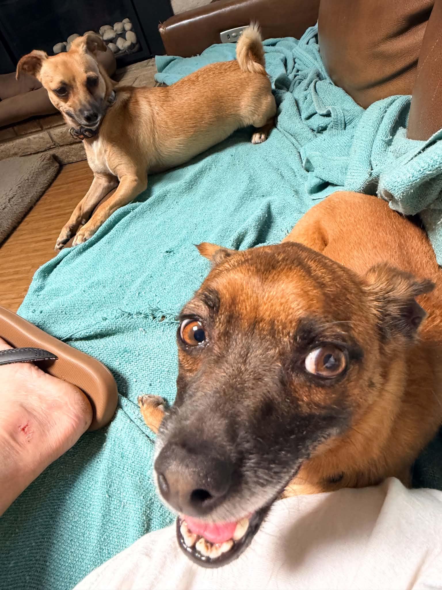 Carlton, a ADOPTABLE mixed breed in Beavercreek, OR image 5/6