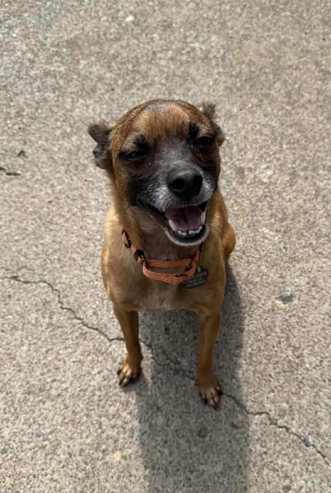 Carlton, a ADOPTABLE mixed breed in Beavercreek, OR image 4/6