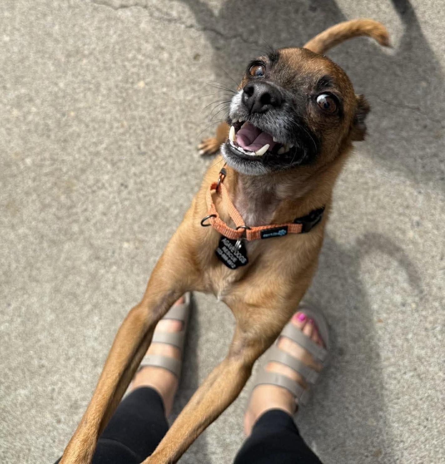 Carlton, a ADOPTABLE mixed breed in Beavercreek, OR image 3/6