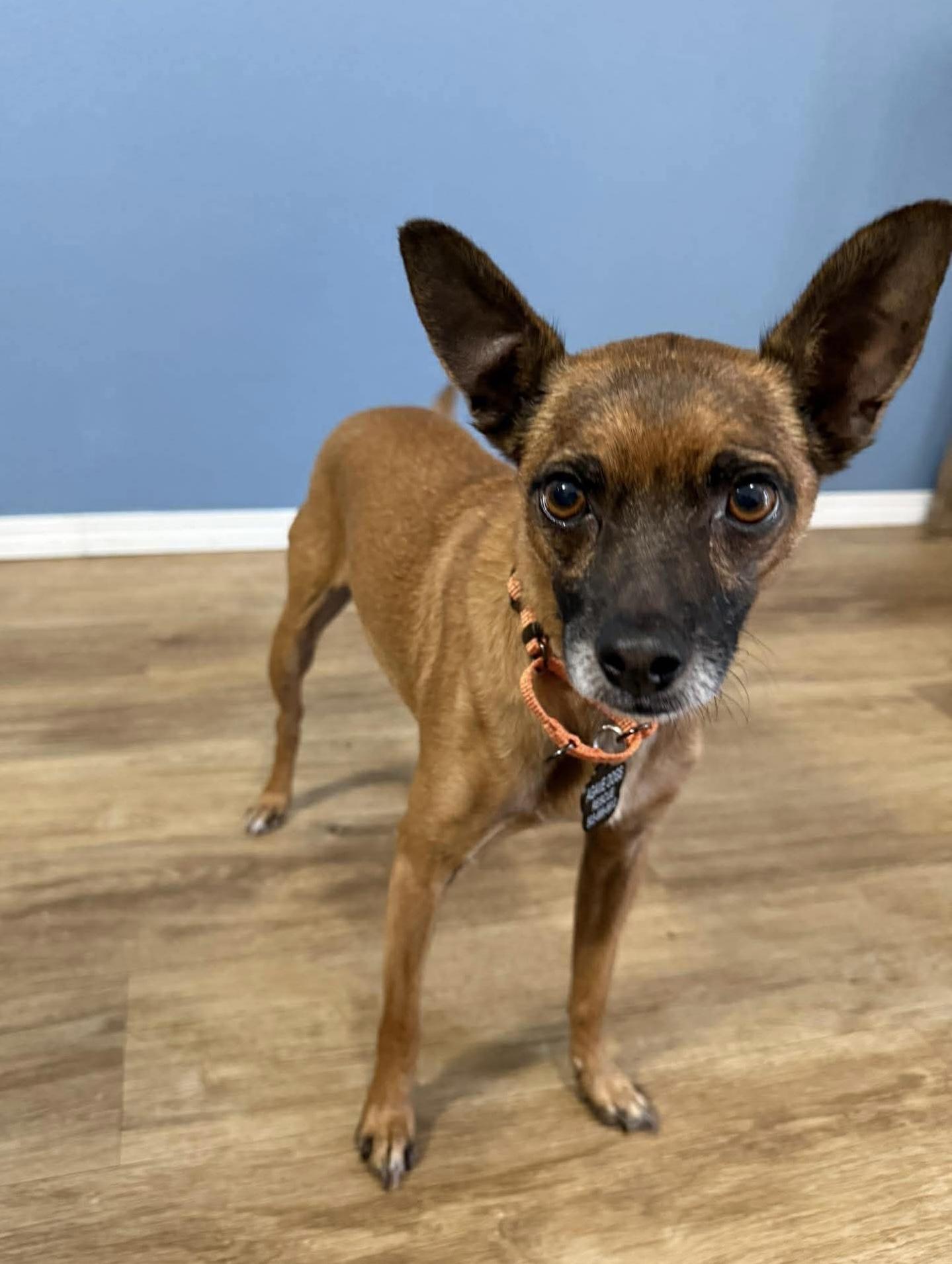 Carlton, ADOPTABLE, Senior Male Chihuahua.