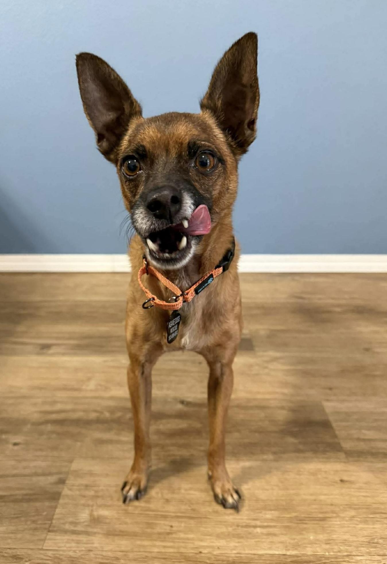 Carlton, a ADOPTABLE mixed breed in Beavercreek, OR image 2/6