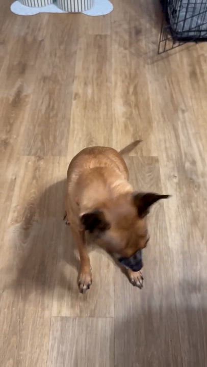 Enlarge Carlton, a ADOPTABLE mixed breed in Beavercreek, OR video 6/6