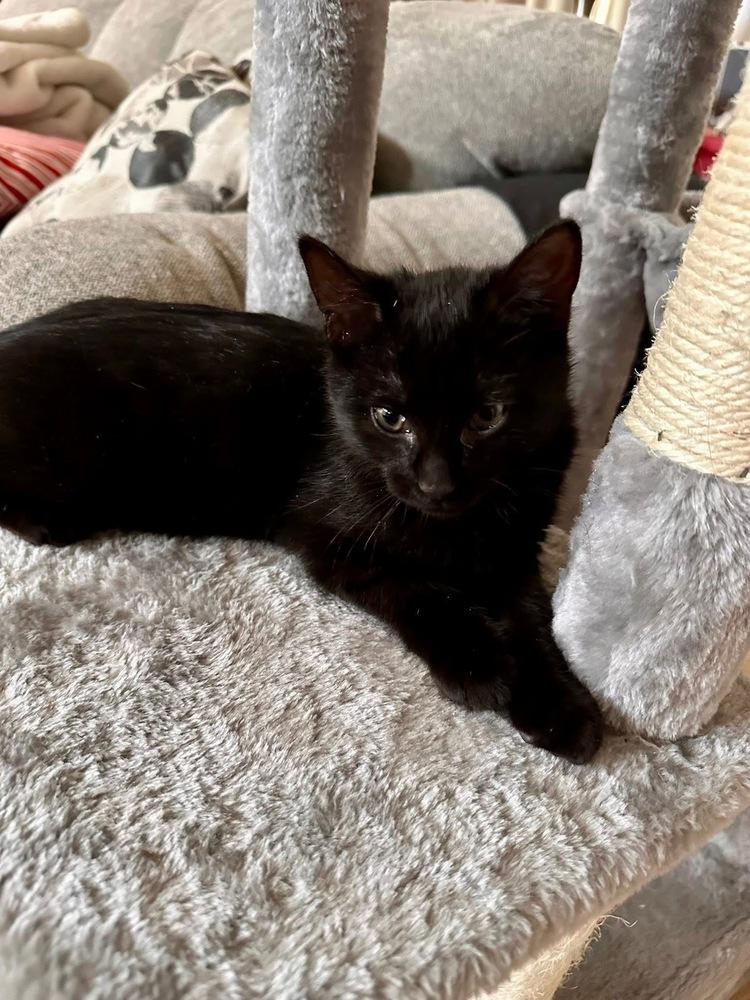 Folklore: Domovyk, Adoptable, Kitten Male Domestic Short Hair.