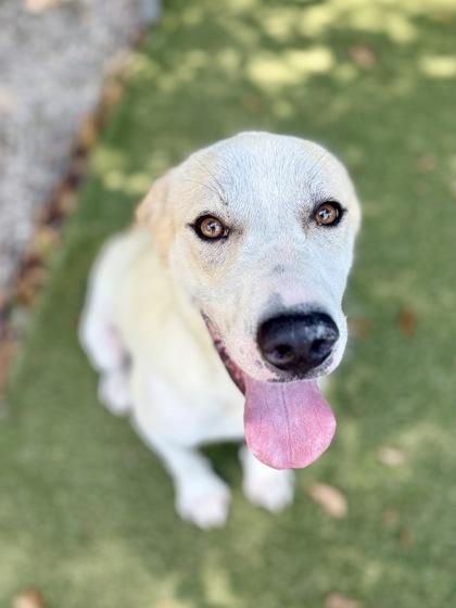 Enlarge Peter, a Adoptable mixed breed in Picayune, MS image 1/3