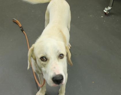 Enlarge Peter, a Adoptable mixed breed in Picayune, MS image 2/3