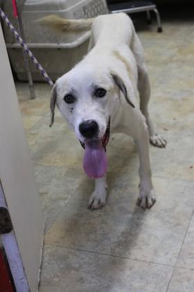 Enlarge Peter, a Adoptable mixed breed in Picayune, MS image 3/3