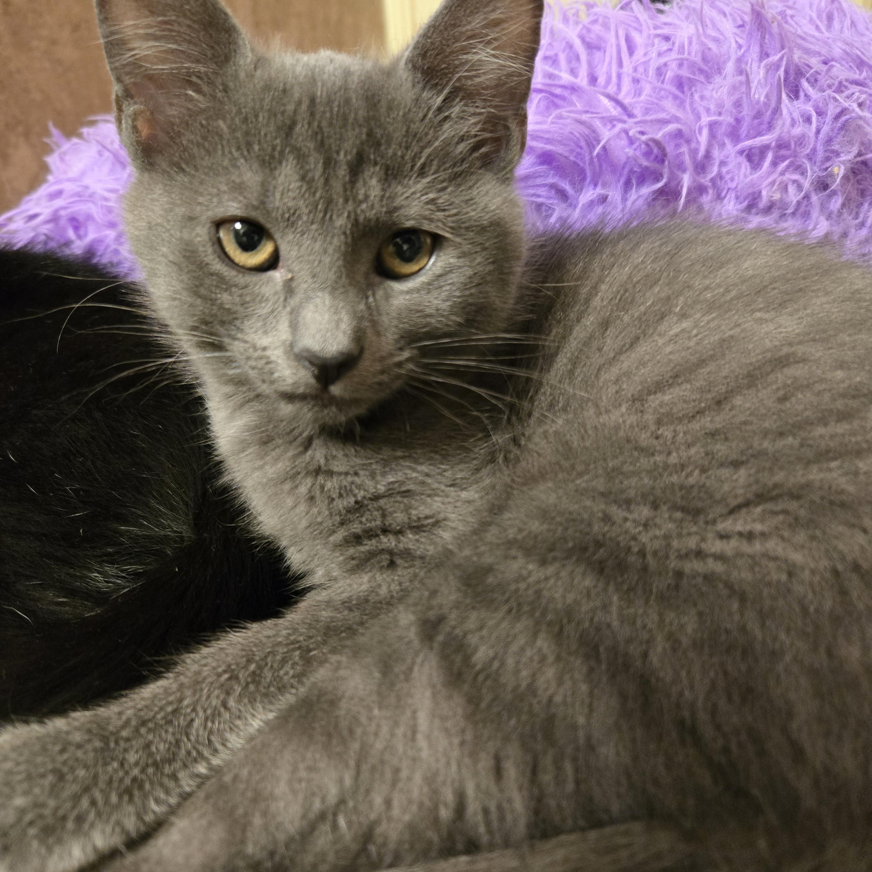 Pebbles - the grey kitty photo