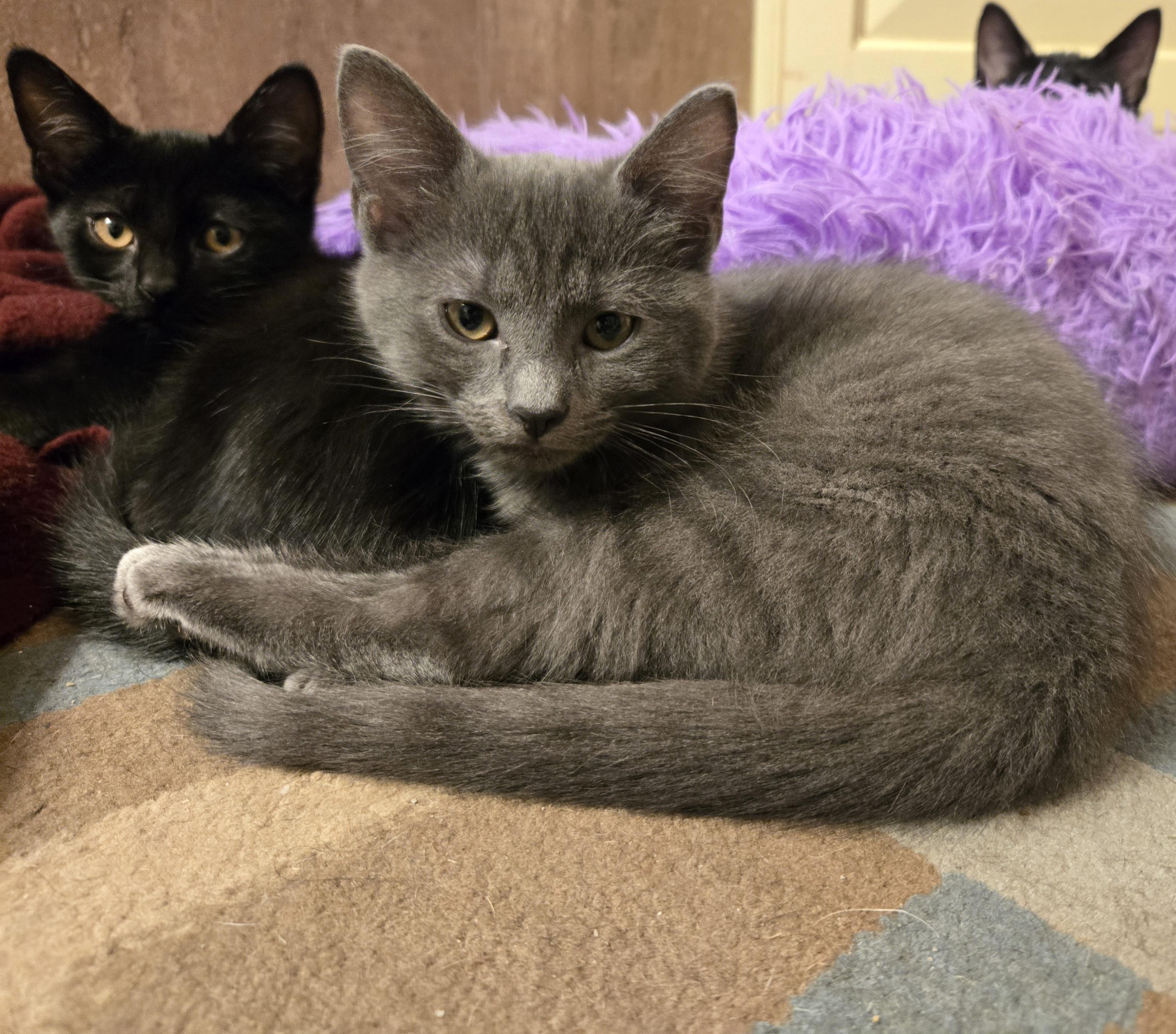 Enlarge Pebbles - the grey kitty, a Adoptable Domestic Short Hair in Concord, OH image 3/4