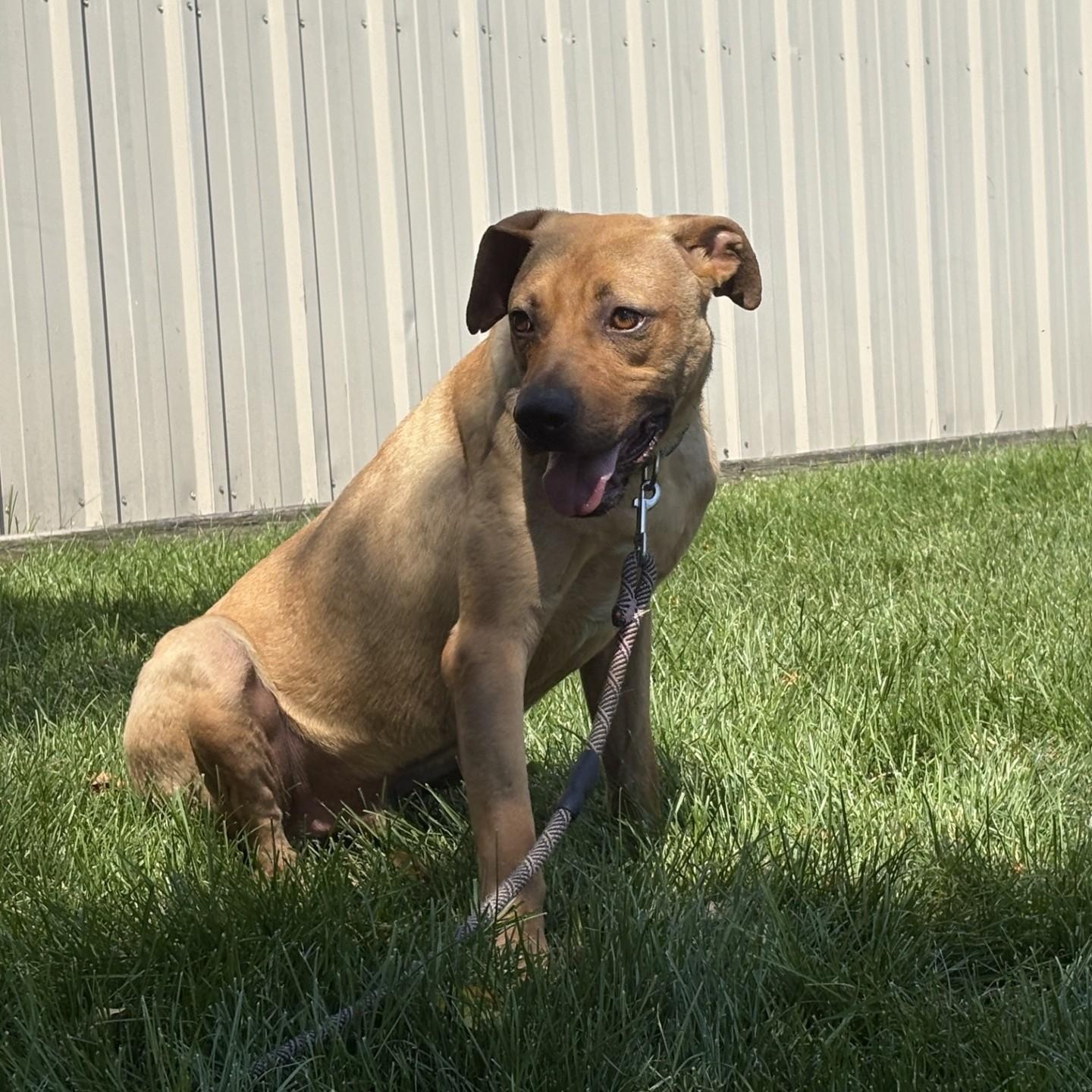 Dwight, a ADOPTABLE mixed breed in Williston, VT image 6/6