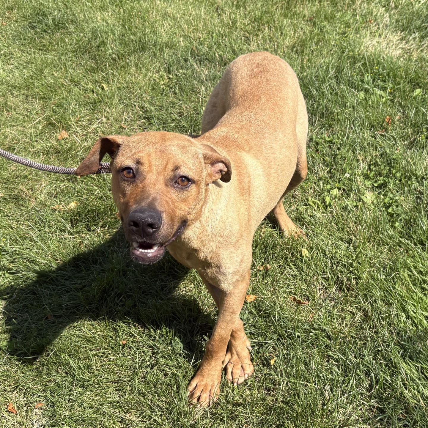 Dwight, ADOPTABLE, Young Male Black Mouth Cur.