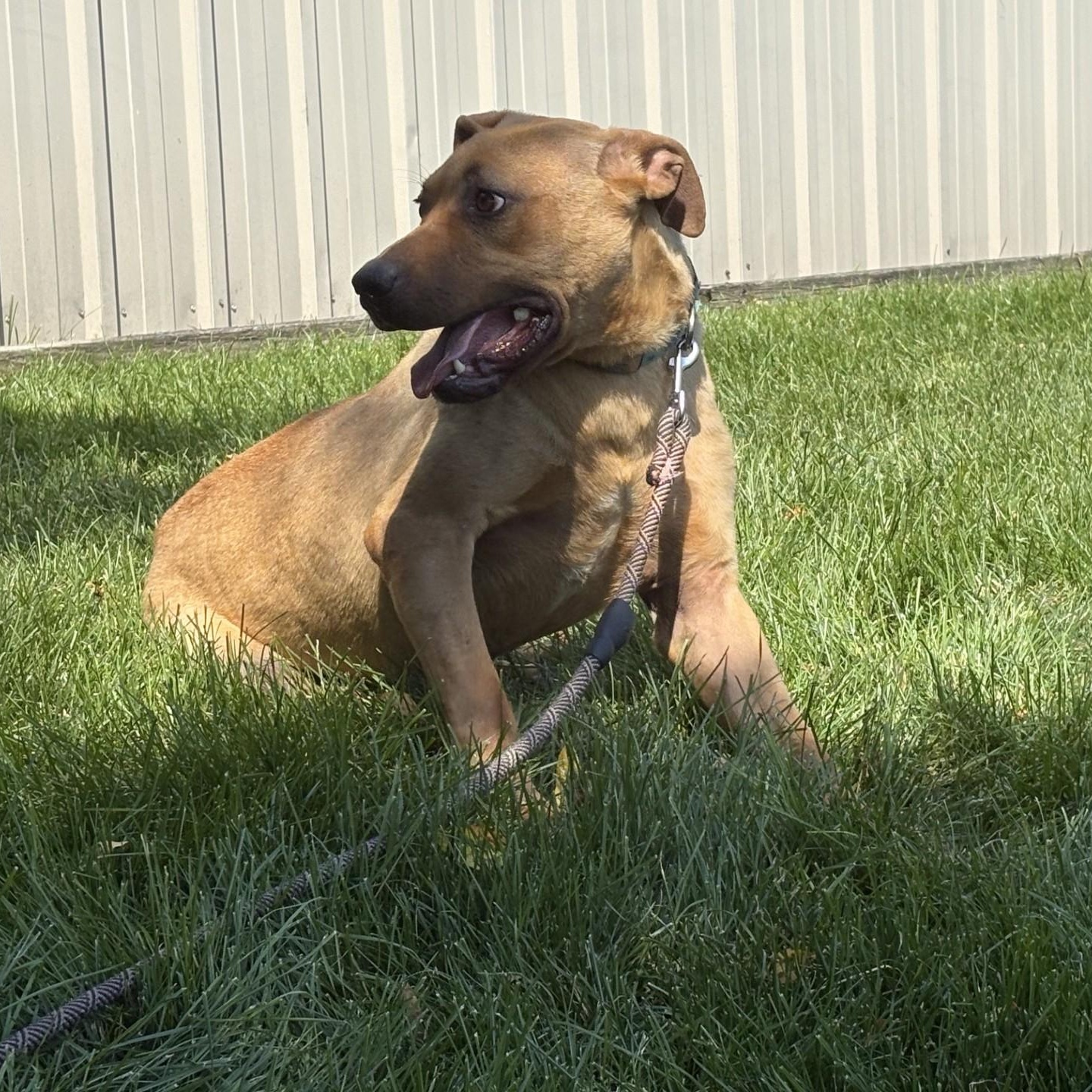 Dwight, a ADOPTABLE mixed breed in Williston, VT image 5/6